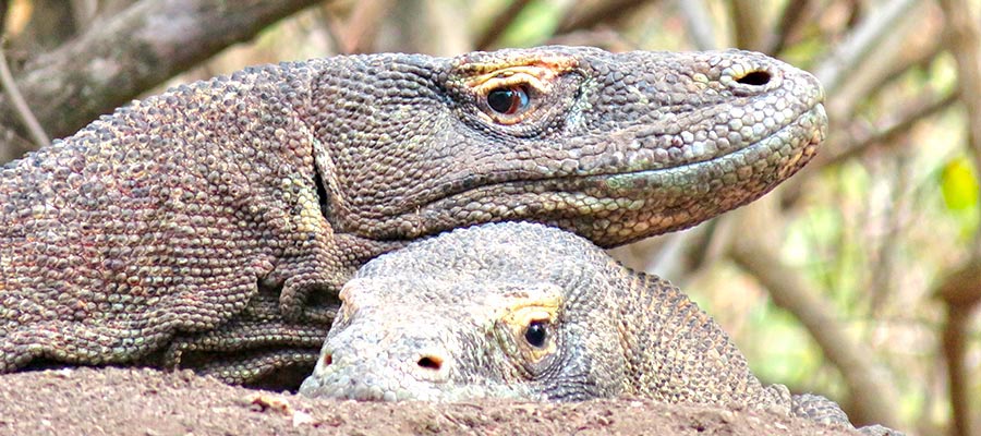 Guía en Flores para visitar Komodo, Kelimutu y Pueblos Tradicionales
