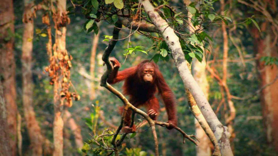 Orangutan in Kalimantan, Borneo, Indonesia