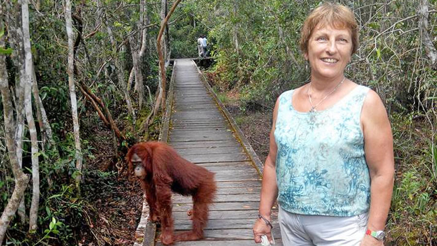 Orangutan explore Tanjung Puting National Park