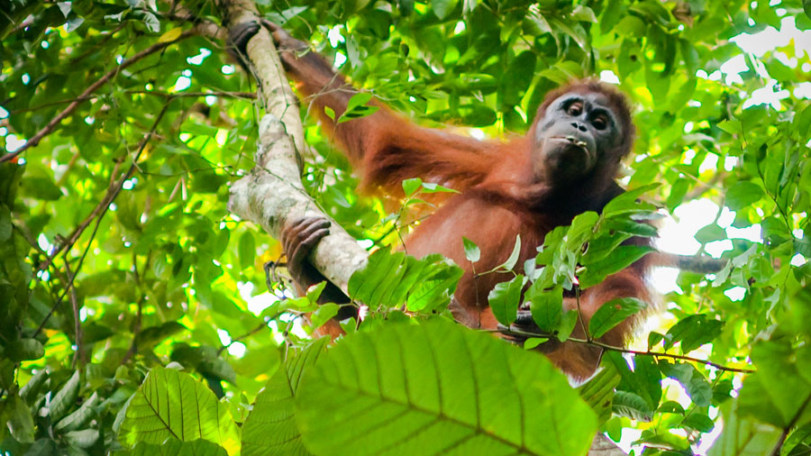 Tour de Orangutanes en Borneo