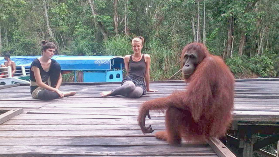 Los turistas ser�n llevados a visitar las zonas donde se alimentan los orangutanes