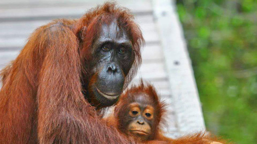 Orangutan in Kalimantan, Borneo