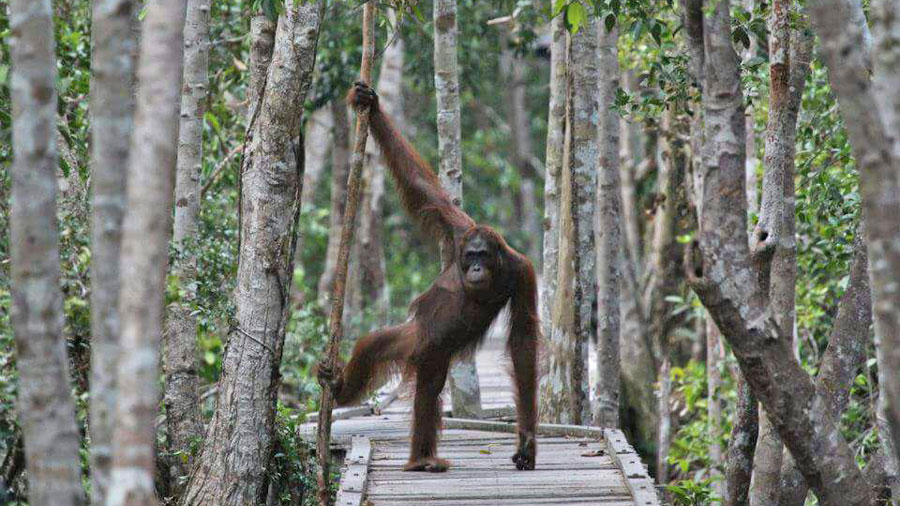 Orangutan tour is realized by the river Sekonyer in boats called Klotok