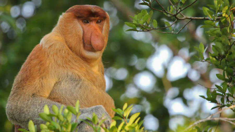 The nose ape, Nasalis larvatus only lives in Borneo
