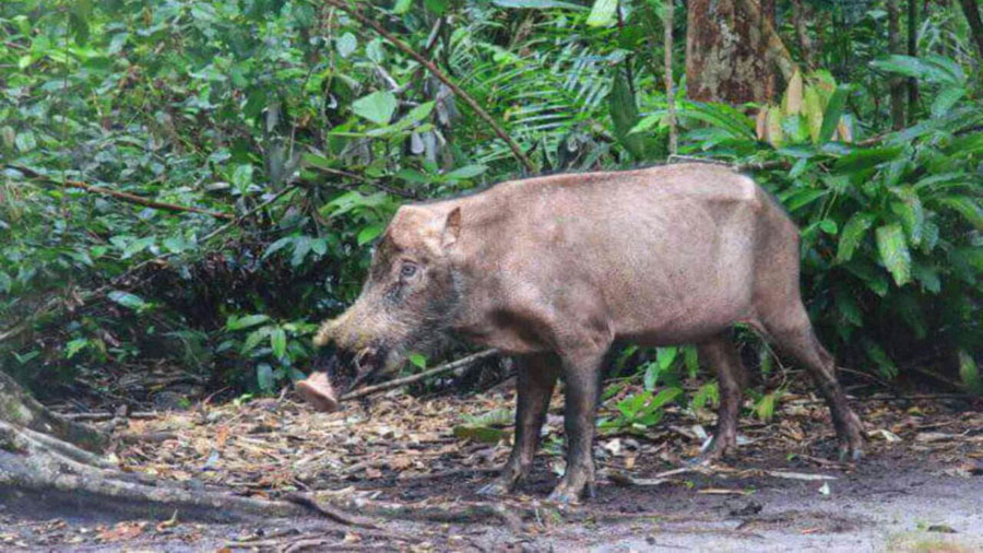 Bornean bearded pig with their yellowish whiskers on the side of the face