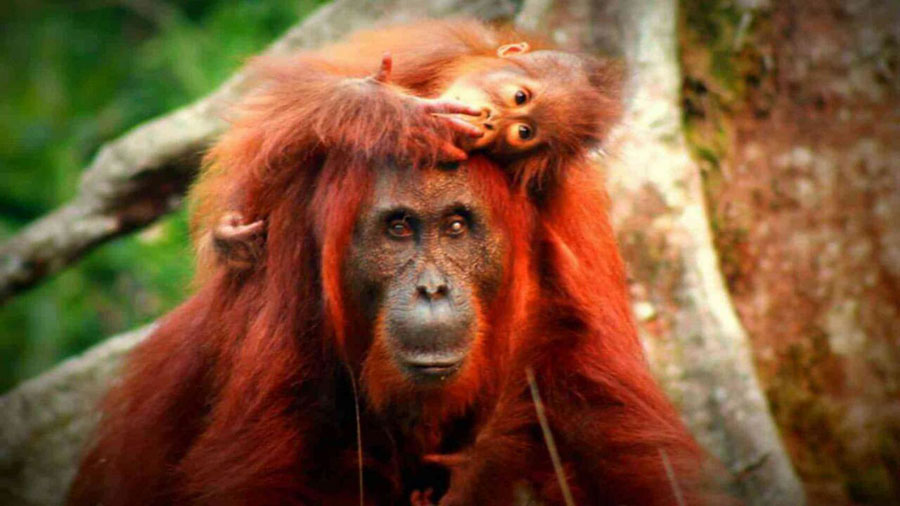 Orangutans in Kalimantan, Borneo, Indonesia