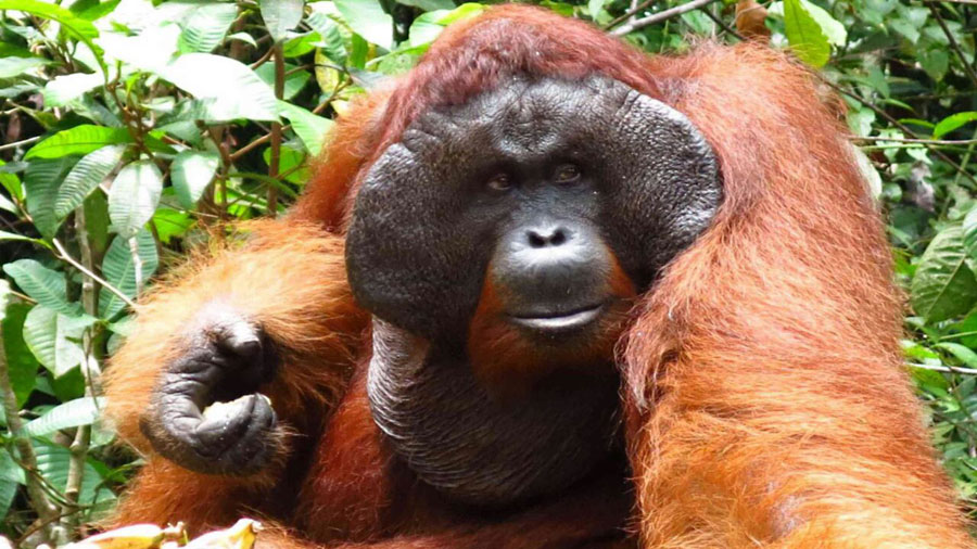 Orangut�n macho alfa en la jungla de Tanjung Puting, Kalimantan